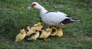 Když začnou indo-dívky spěchat?